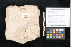 Foto (Objekt + Etikett) von Myrica lignitum Unger (NHMW-GEO-2024-0188-4045)